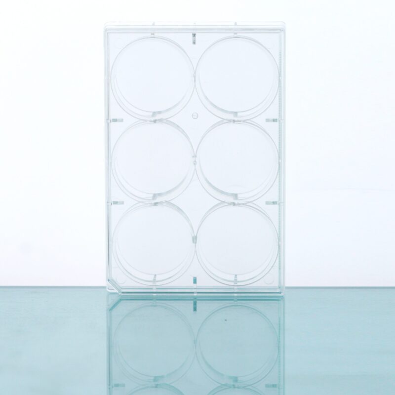 6 Well Cell Culture Plate-flat bottom-703001-703011-703002-703012 (1) Multiwell Cell Culture Plates, Flat Bottom, TC, Sterile